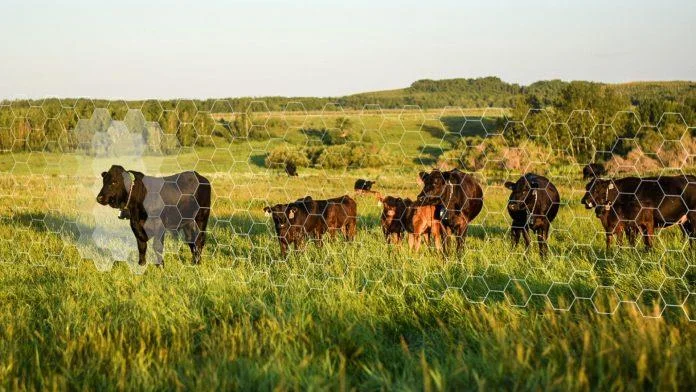 Animal Management